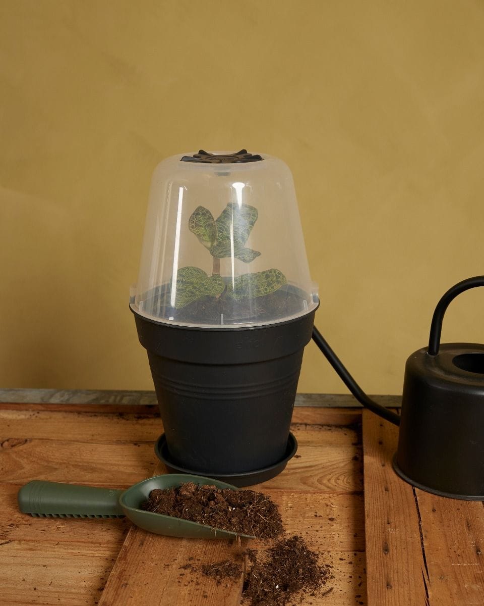 Elho Hagrid Plant Saucer  Ø 14 cm