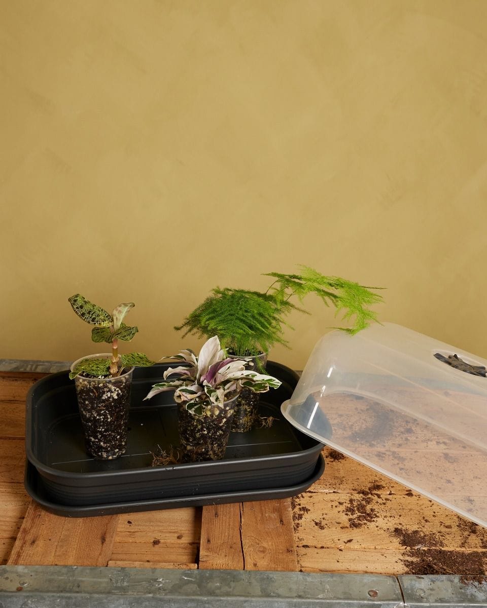 Elho Hagrid Grow House XL