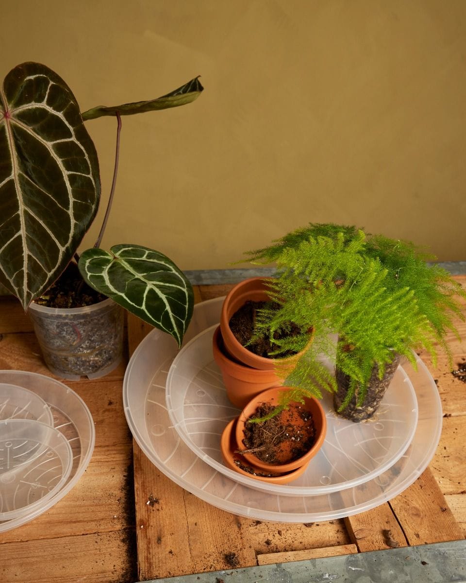 Plant Saucer Transparent Ø 27 cm