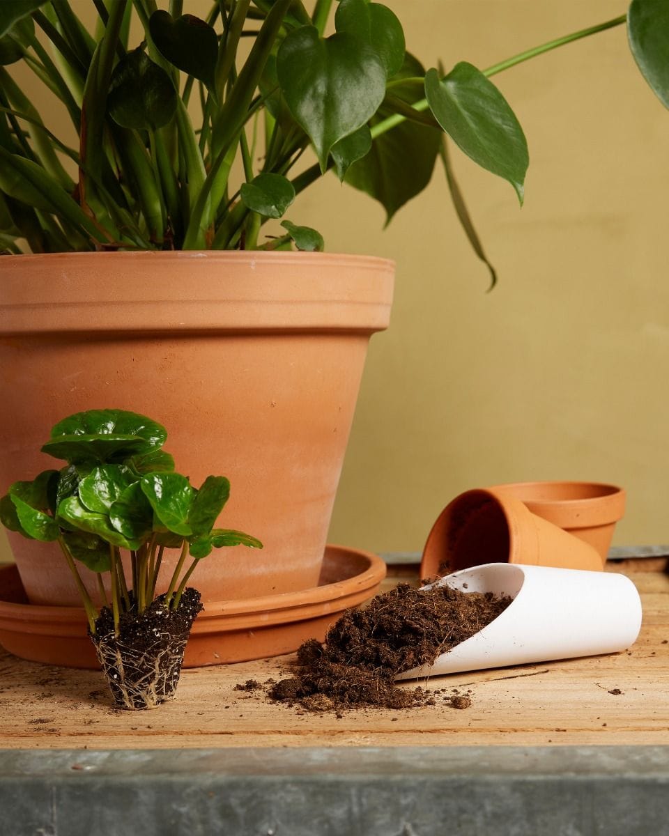 Potting Shovel White