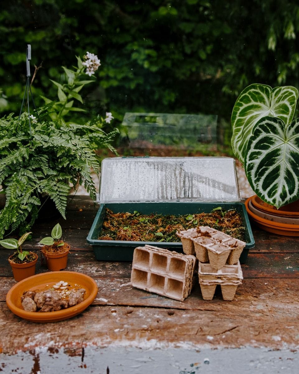 Seedling Pots On Tray Biodegradable
