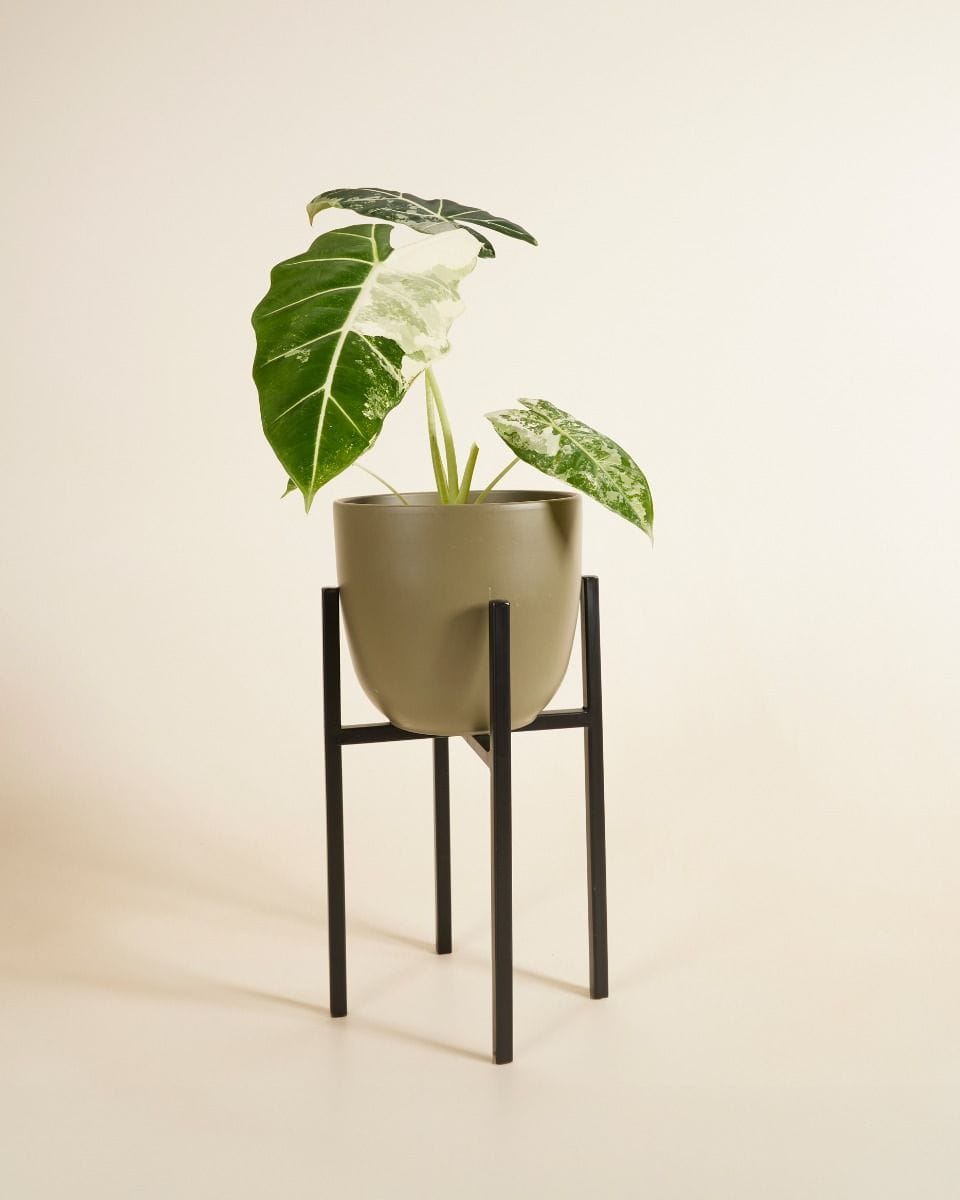 Pia Pot Holder  Black