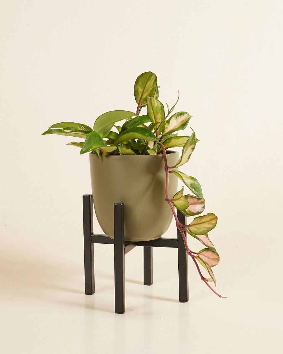 Paula Pot Stand  Black 16 cm