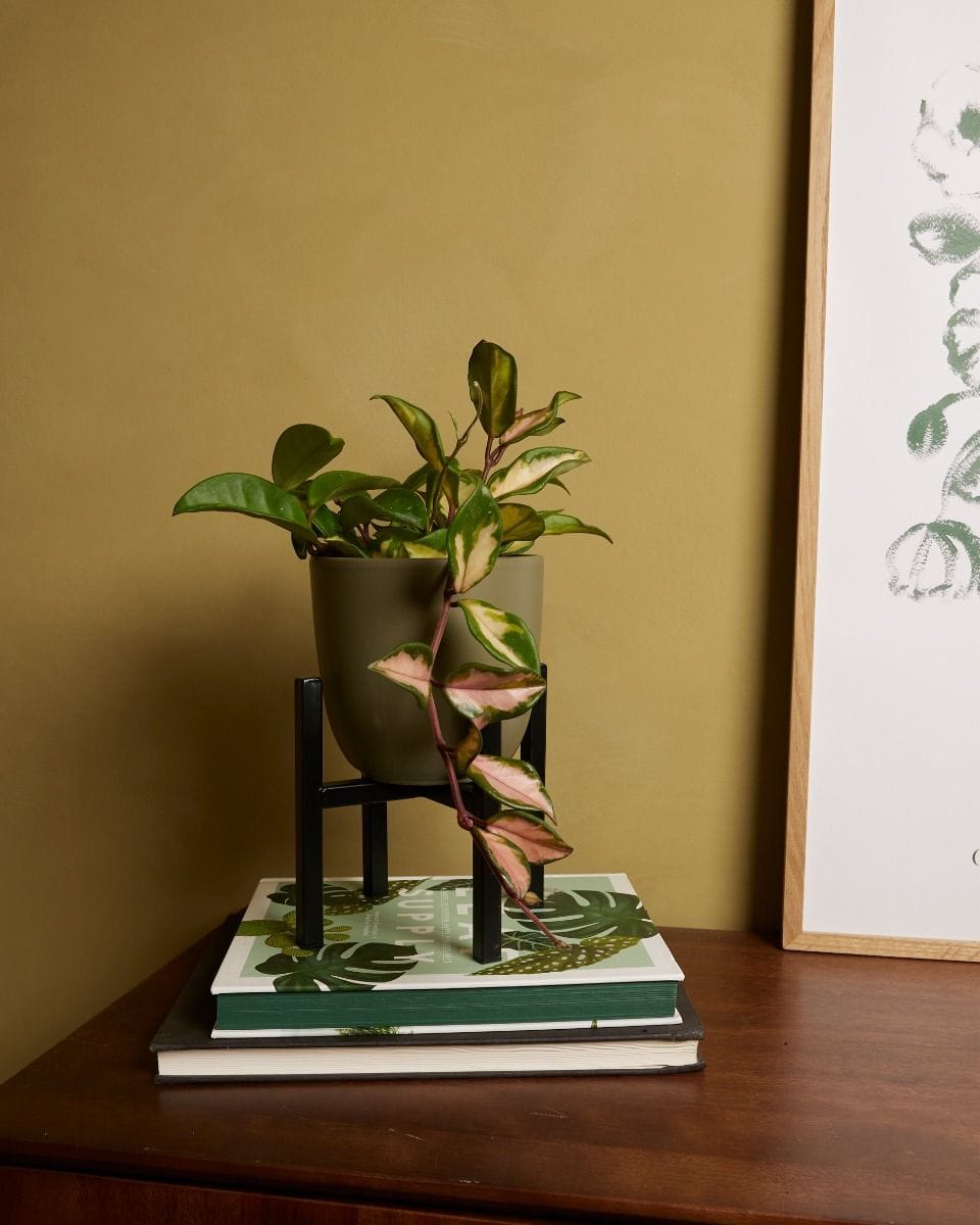 Paula Pot Stand  Black 16 cm