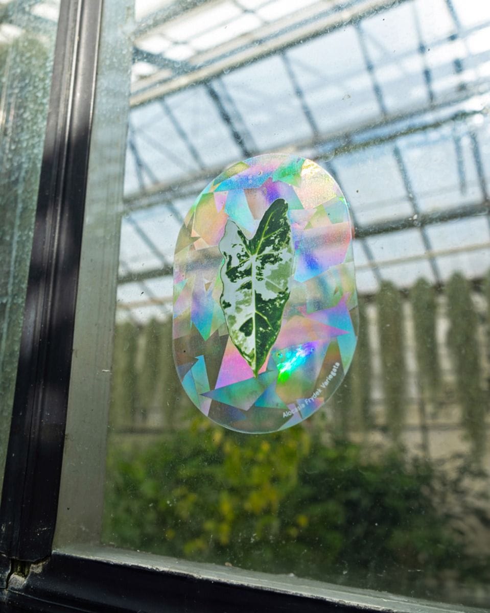 Rainbow Maker Botanopia x Living.Junglee