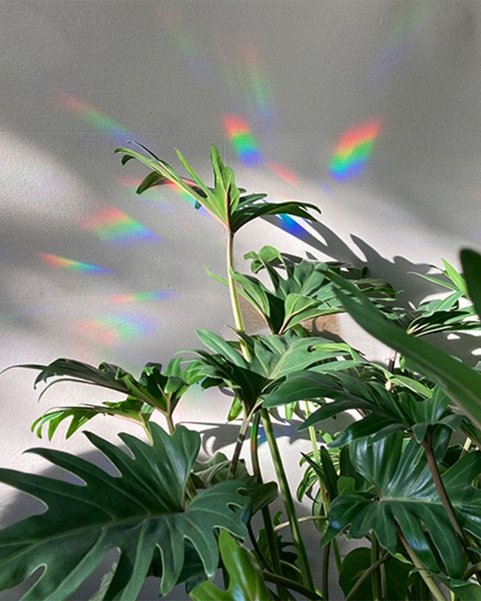 Rainbow Maker Botanopia x Living.Junglee