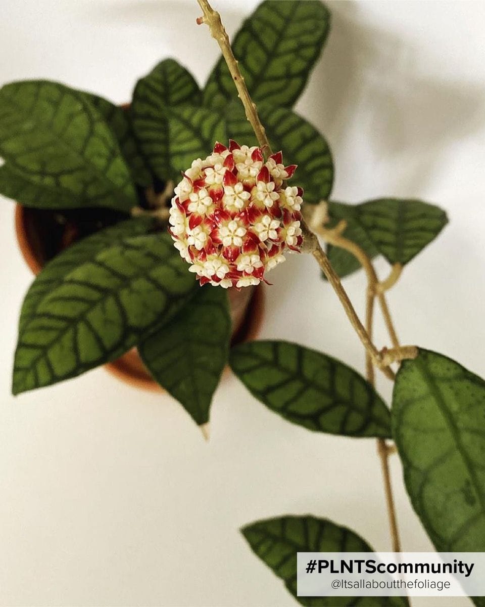 Baby Hoya Callistophylla