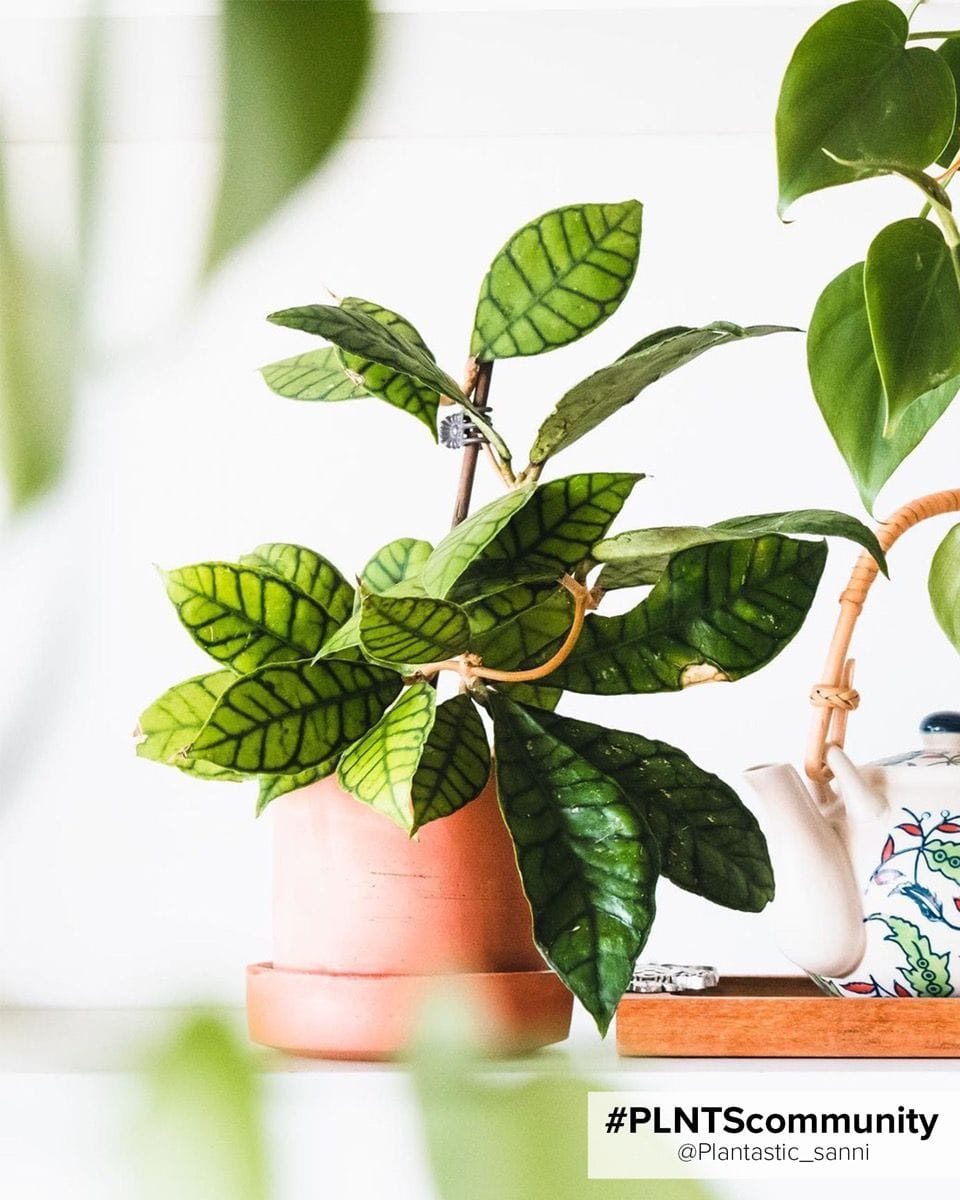 Baby Hoya Callistophylla