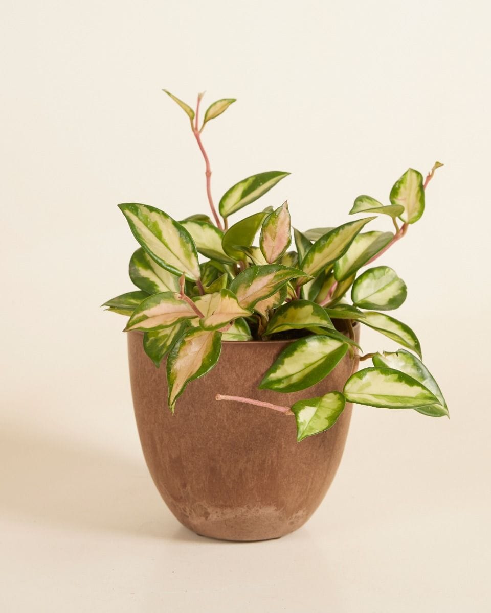Bola Pot Brown Ø 16