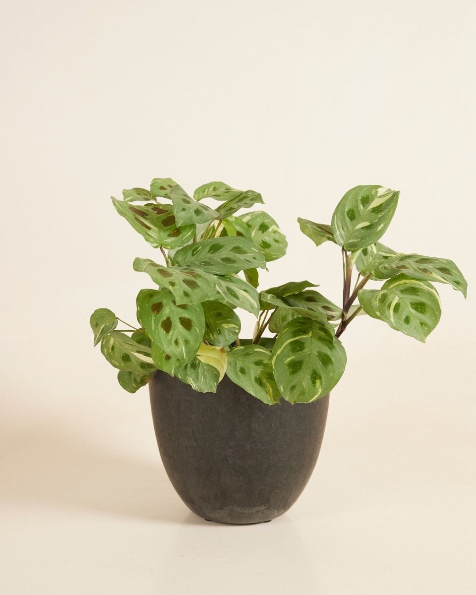 Bola Pot Black Ø 16
