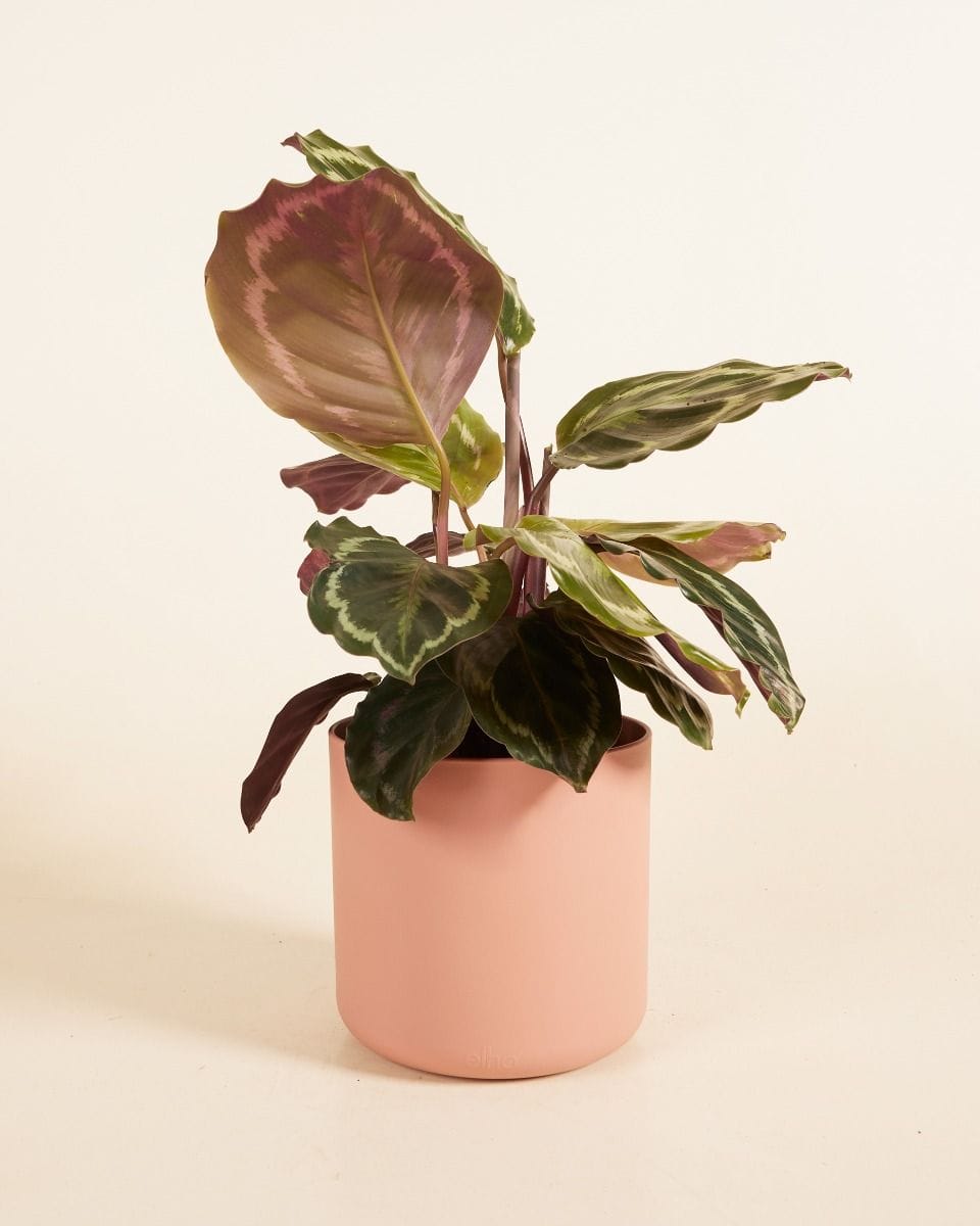 Nora Pot Pink Ø 16 cm