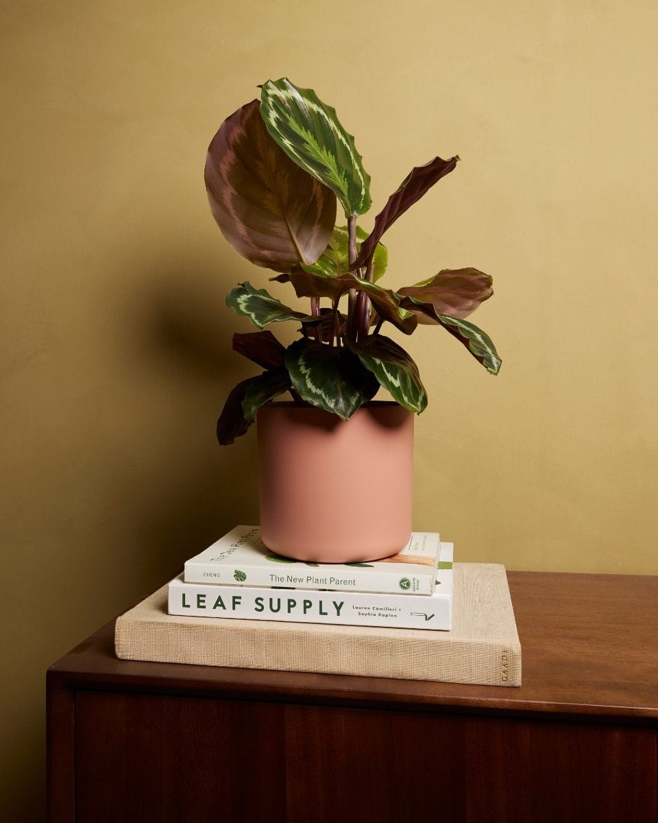 Nora Pot Pink Ø 16 cm