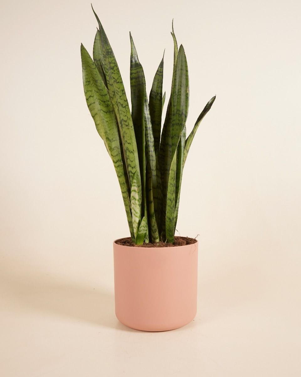 Nora Pot Pink Ø 18 cm