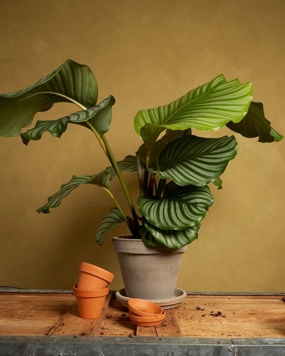 Grey Terracotta Pot Ø 22 cm