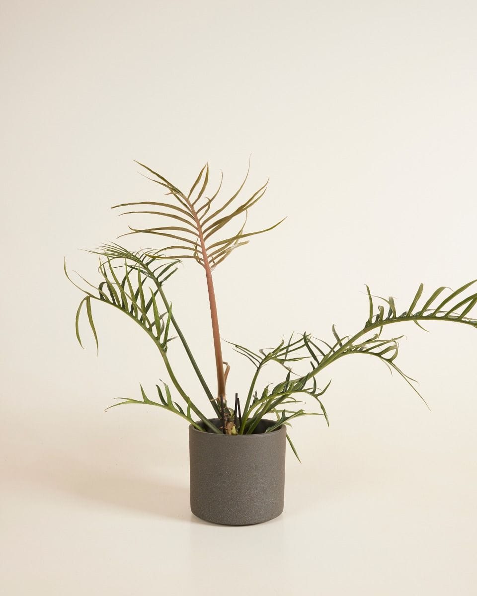 Penny Pot Dark Grey Ø 12 cm