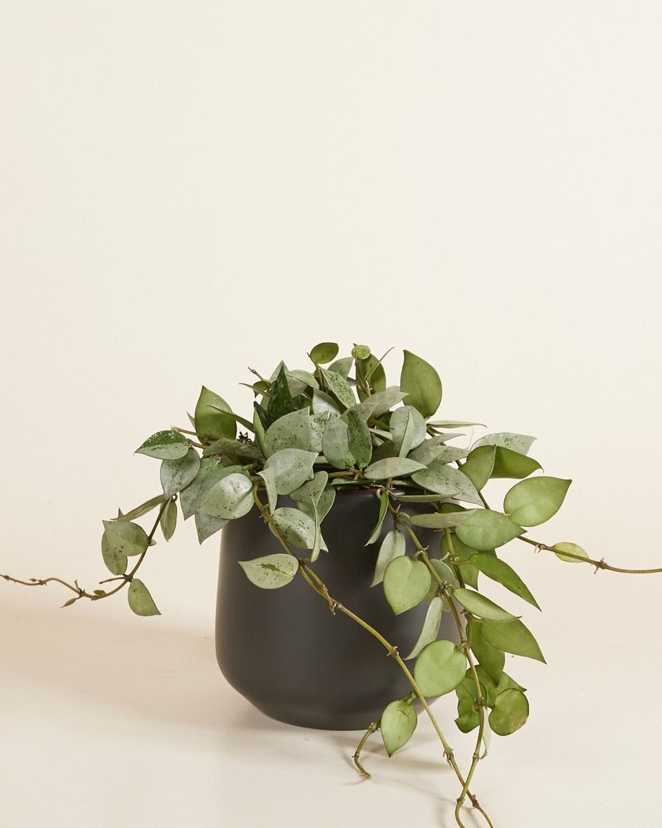 Amber Pot Black Ø 12 cm