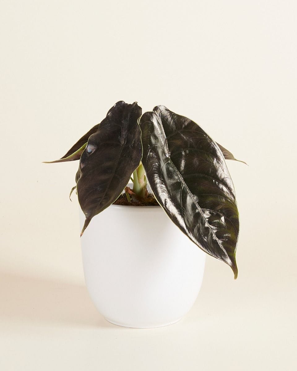 Lexi Pot White Ø 12.5 cm