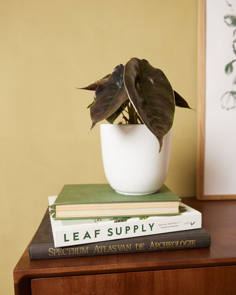 Lexi Pot White Ø 12.5 cm