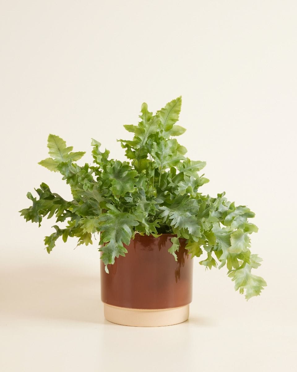 Lisa Pot Dusty Terra Ø 15 cm