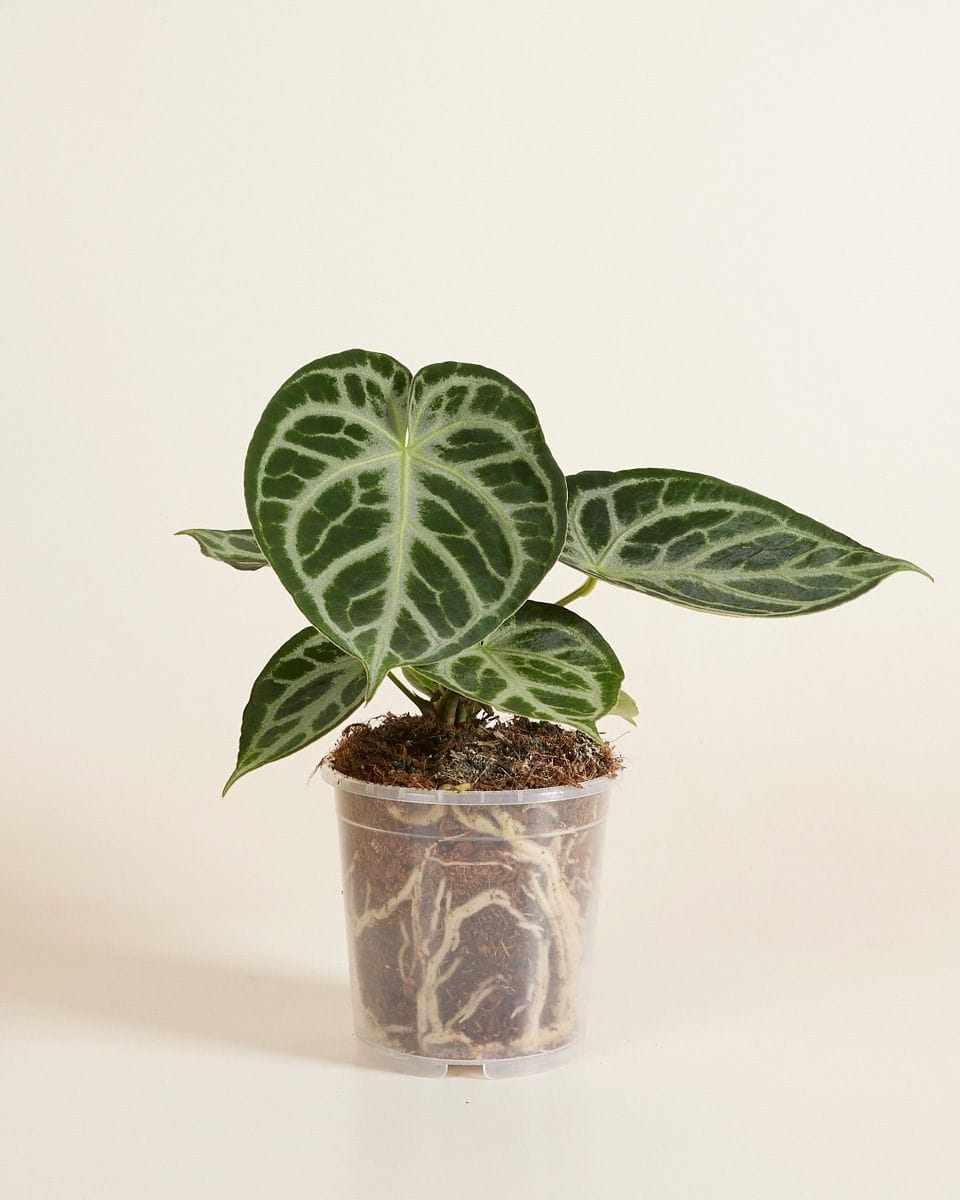 Nursery Planter Transparent Ø 12 cm