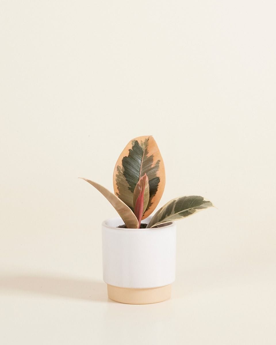 Baby Lisa Pot White Ø 7 cm