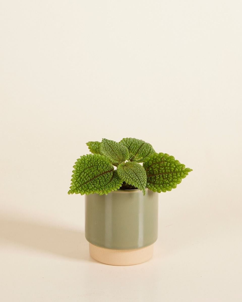 Baby Lisa Pot Green Ø 7 cm
