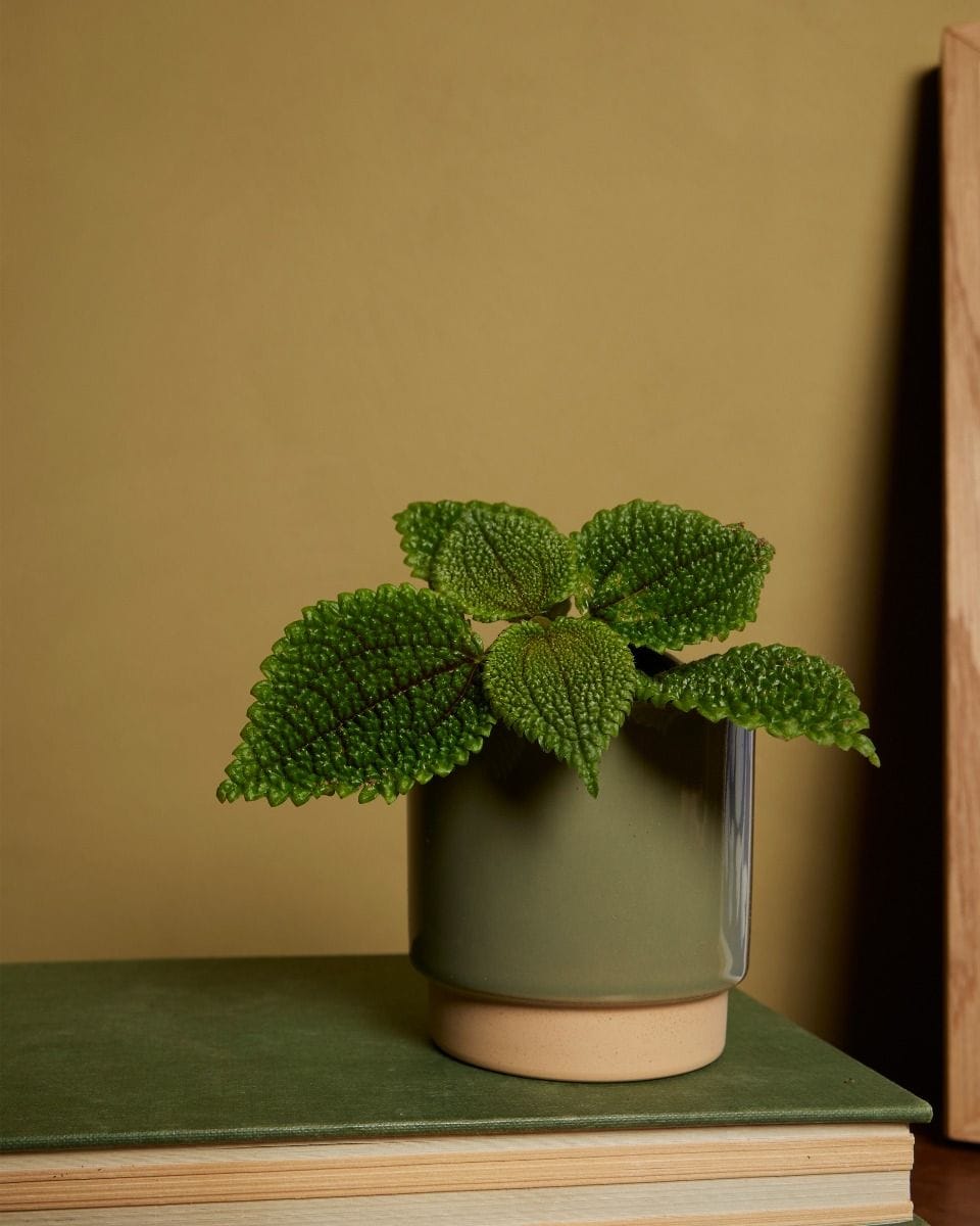 Baby Lisa Pot Green Ø 7 cm