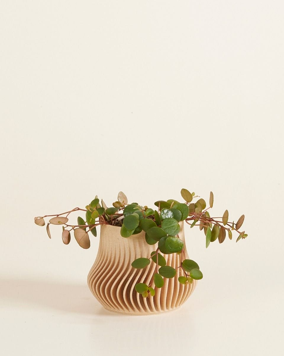 Baby Robin Wood Pot Wavy Ø 5.5 cm