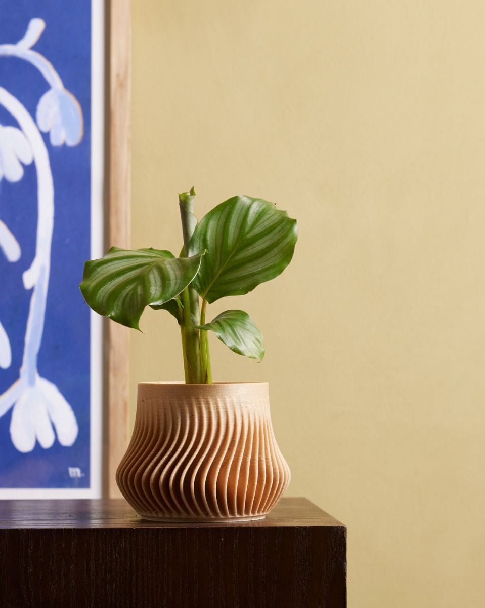 Baby Robin Wood Pot Wavy Ø 5.5 cm