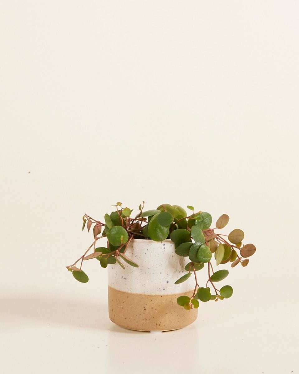 Baby Ava Pot White Ø 6.5 cm