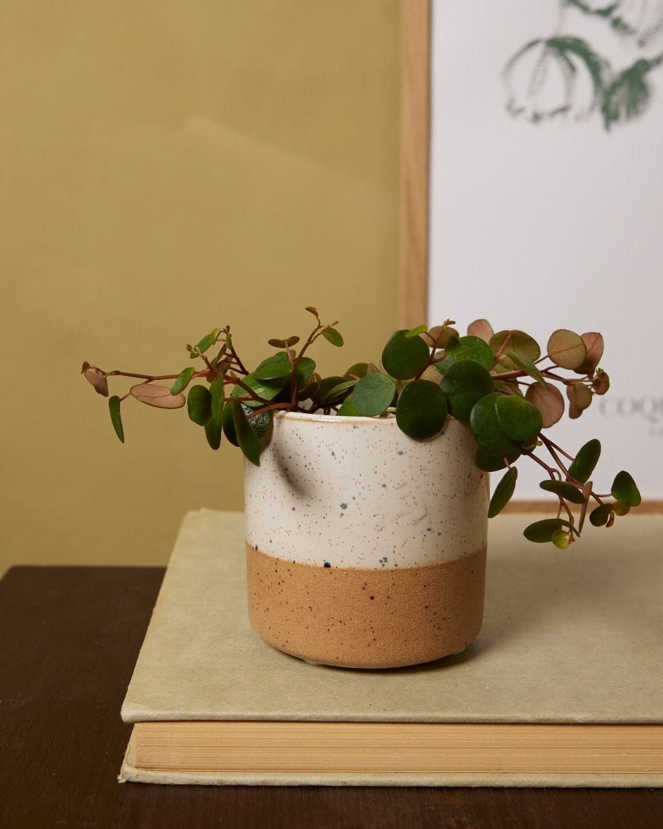 Baby Ava Pot White Ø 6.5 cm