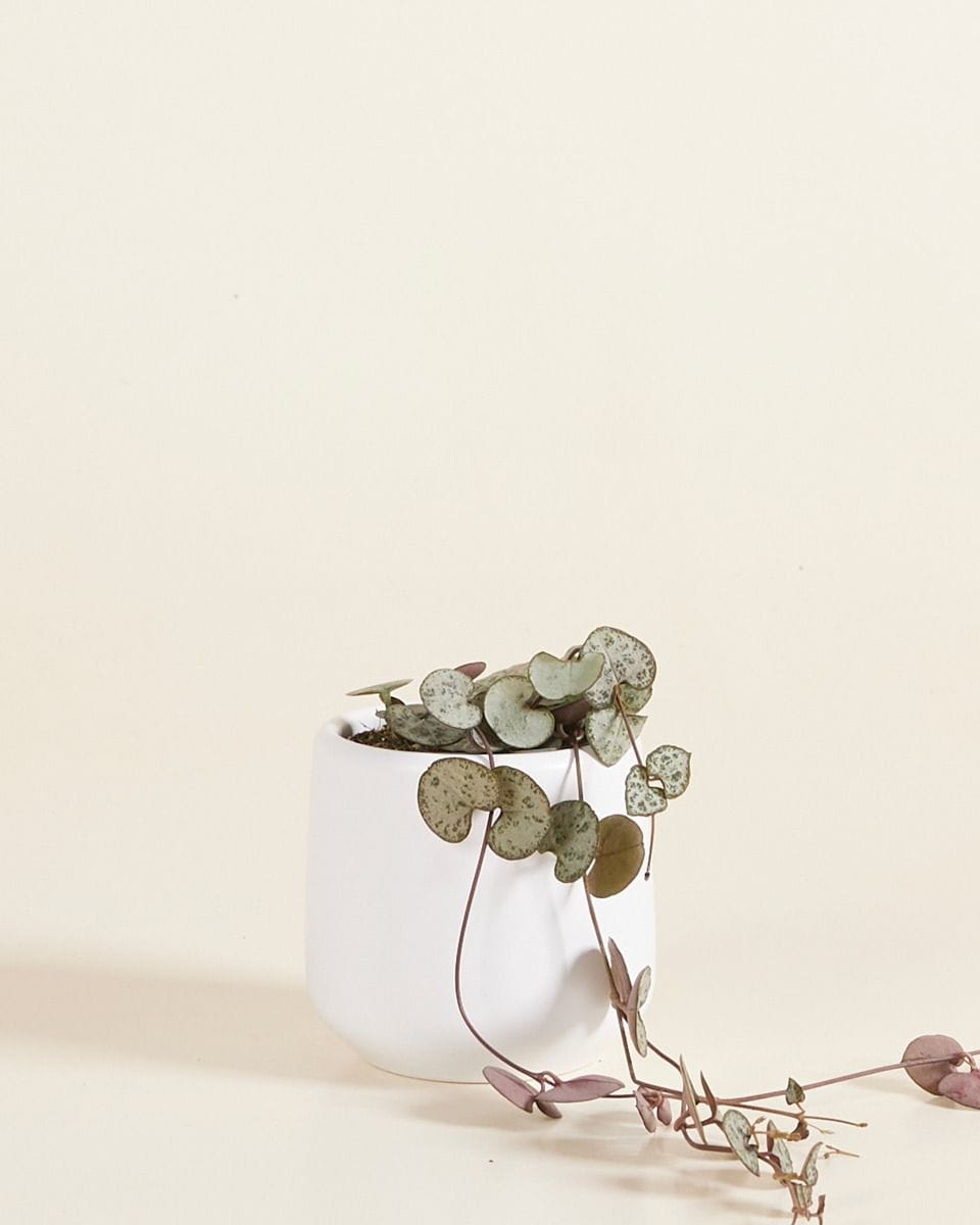 Baby Amber Pot White Ø 6 cm
