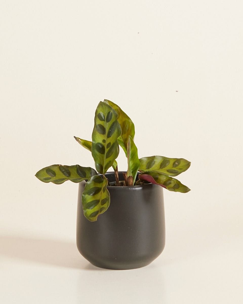 Baby Amber Pot Black Ø 6 cm