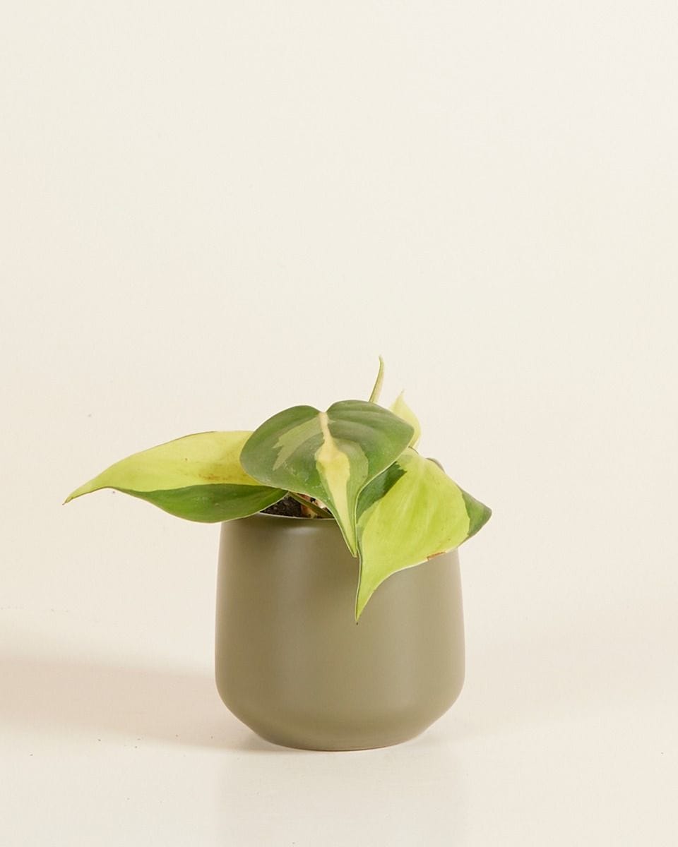 Baby Amber Pot Green Ø 6 cm