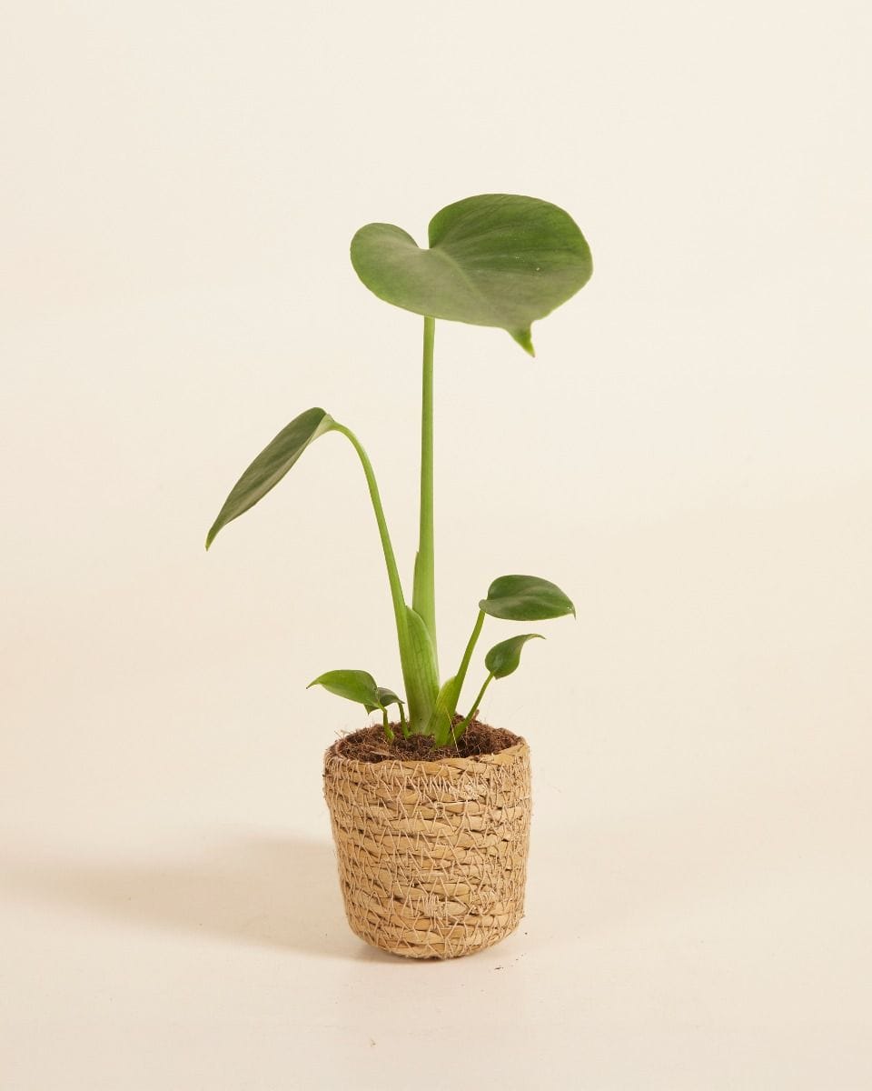 Baby Stef Basket Ø 5.5 cm