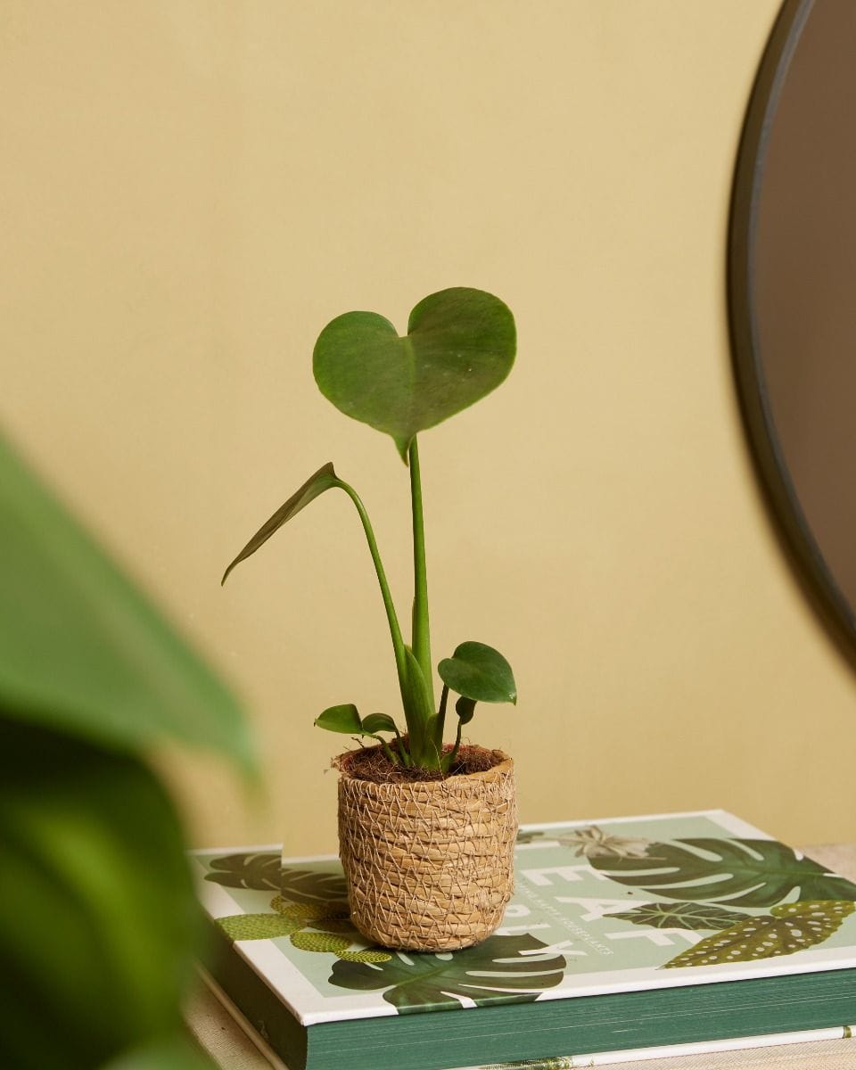 Baby Stef Basket Ø 5.5 cm