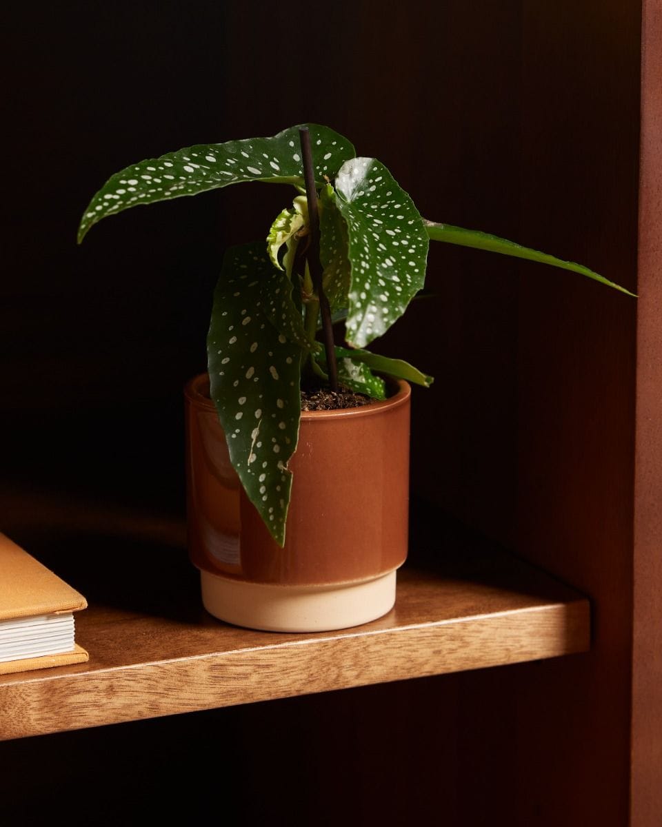 Baby Lisa Pot Dusty Terra Ø 7 cm
