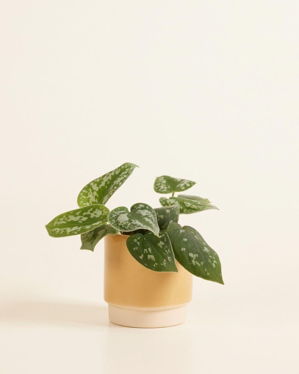 Baby Lisa Pot Dusty Ocher Ø 7 cm