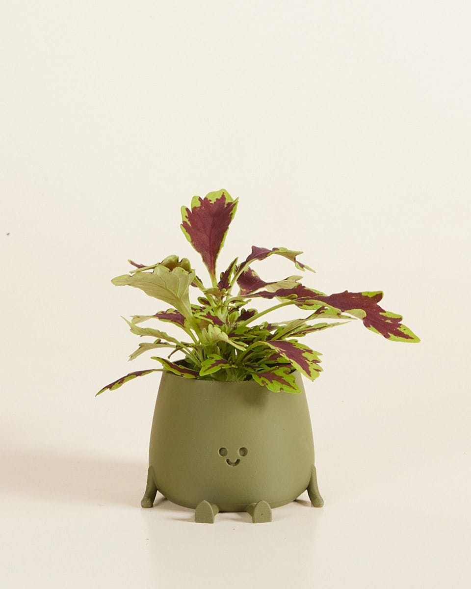 Baby Happy Harry Pot Green Ø 6 cm