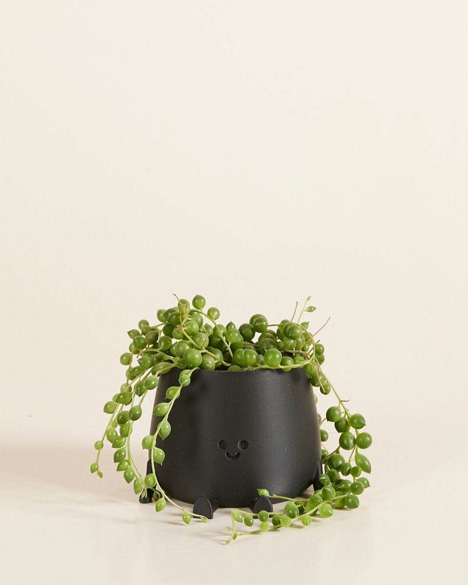 Baby Happy Harry Pot Black Ø 6 cm