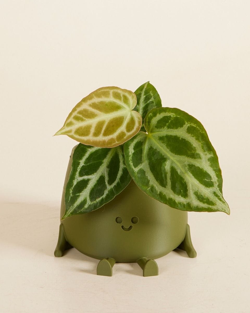 Baby Happy Harry Pot Green Ø 8 cm