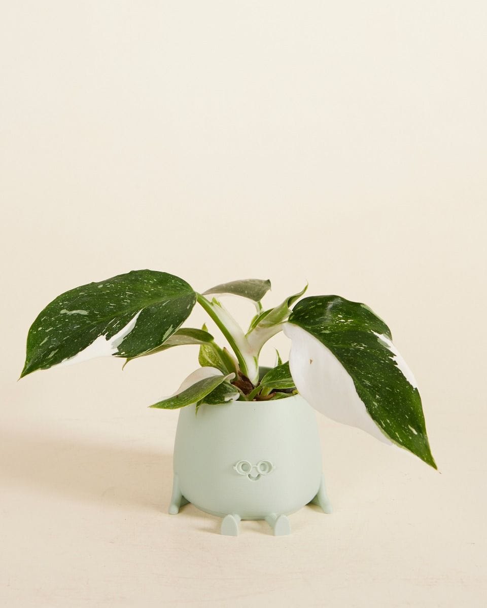 Baby Glasses Harry Pot Sage Ø 6 cm