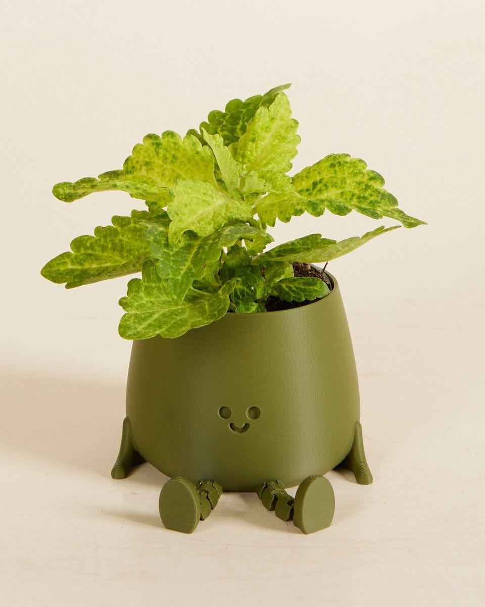 Baby Leggy Happy Harry Pot Green Ø 6 cm