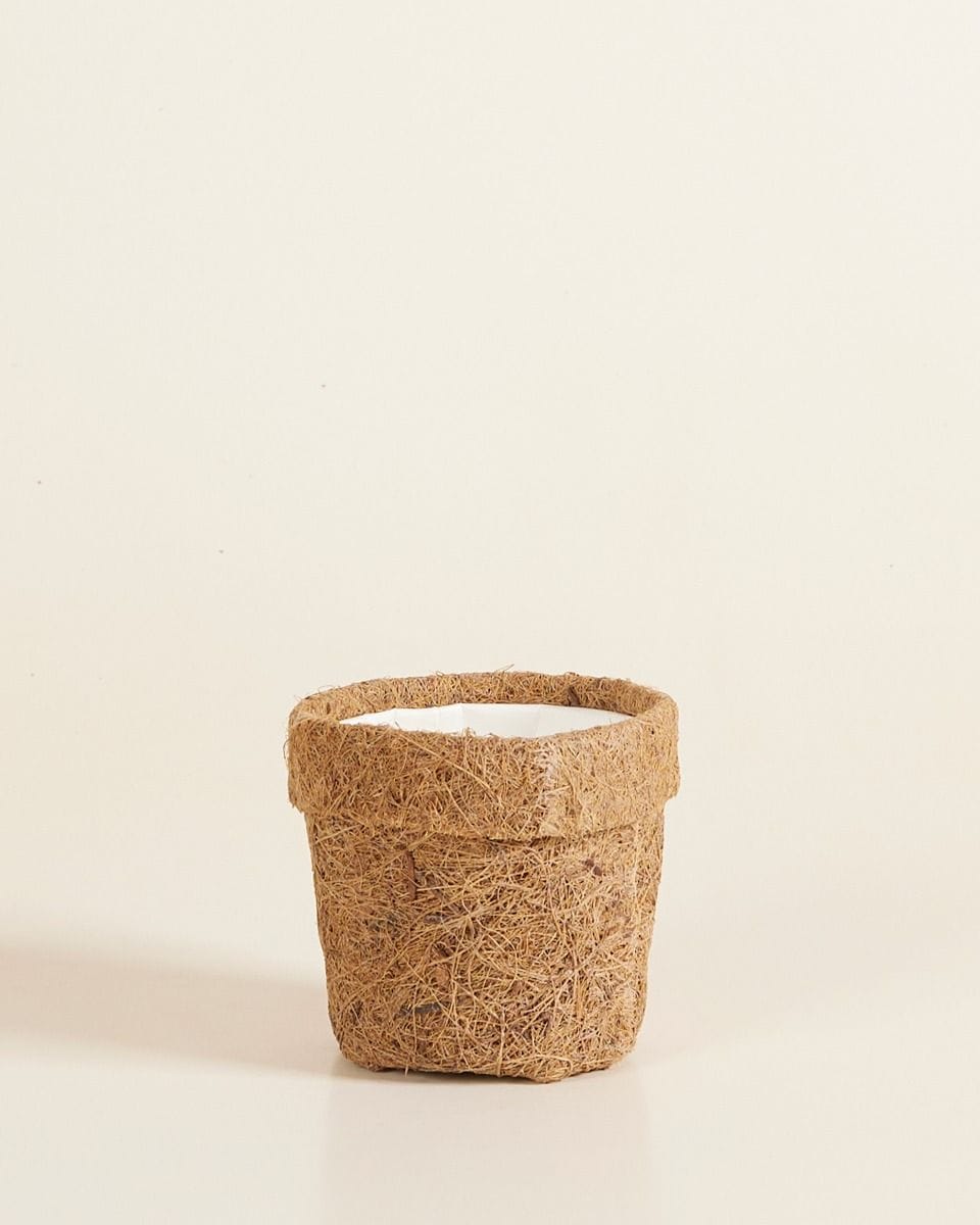 Baby Ada Kokedama Pot Coconut Fibres Ø 6 cm