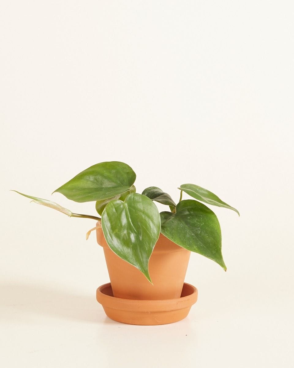 Baby Orange Terracotta Pot Ø 9 cm