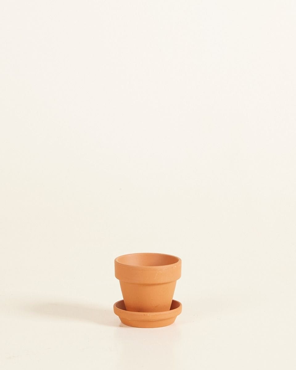 Baby Orange Terracotta Pot Ø 5 cm