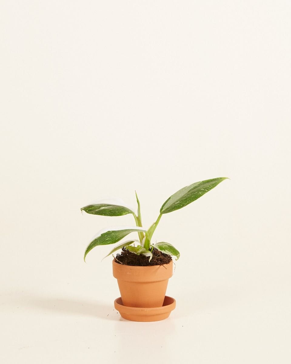 Baby Orange Terracotta Pot Ø 5 cm