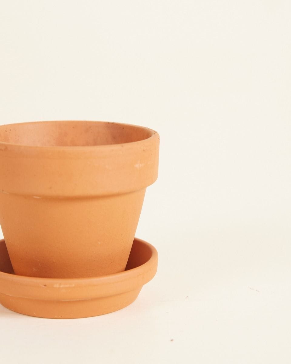 Baby Orange Terracotta Pot Ø 5 cm