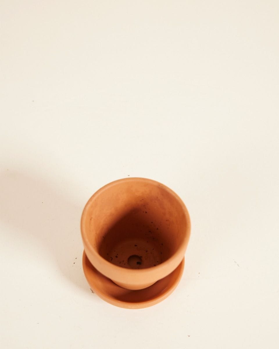 Baby Orange Terracotta Pot Ø 5 cm