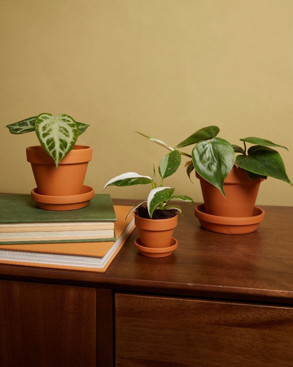 Baby Orange Terracotta Pot Ø 5 cm